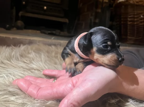 meravigliosi cuccioli PINSCHER per adozione | Foto 3