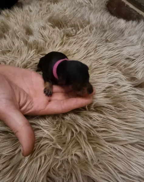 meravigliosi cuccioli PINSCHER per adozione | Foto 2