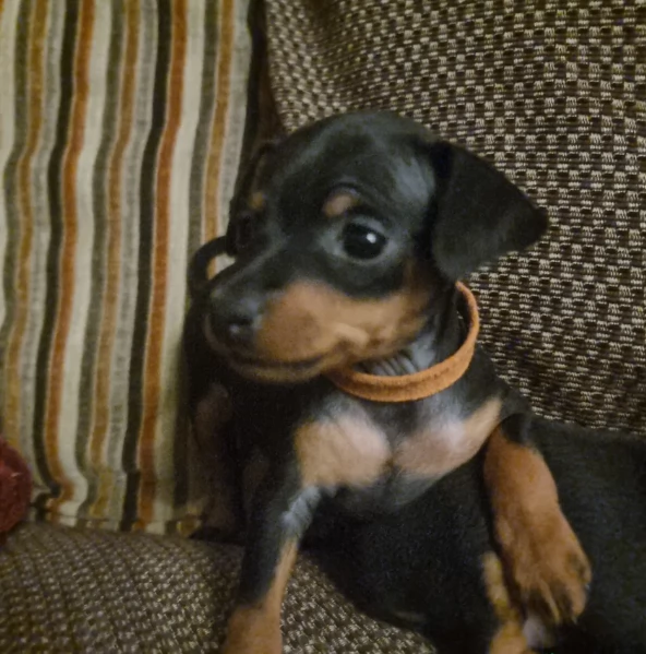 meravigliosi cuccioli PINSCHER per adozione | Foto 0