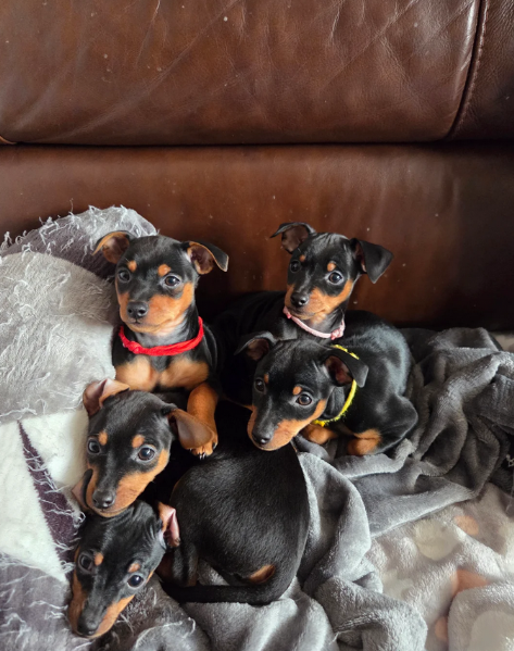 meravigliosi cuccioli PINSCHER per adozione