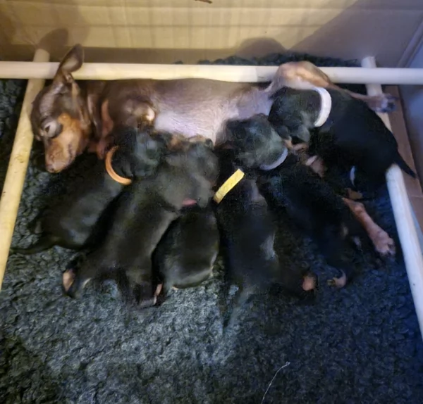 meravigliosi cuccioli PINSCHER per adozione | Foto 2