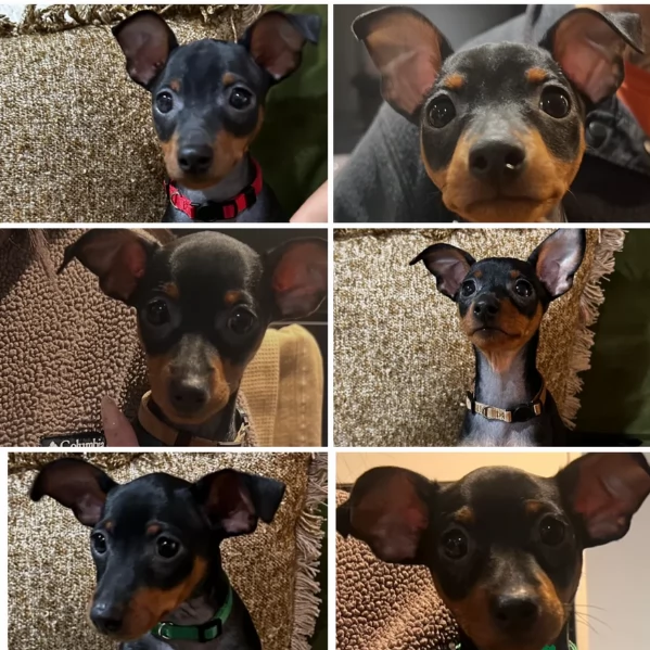meravigliosi cuccioli PINSCHER per adozione | Foto 0