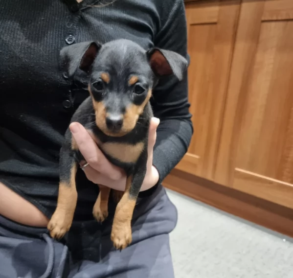 meravigliosi cuccioli PINSCHER per adozione | Foto 2