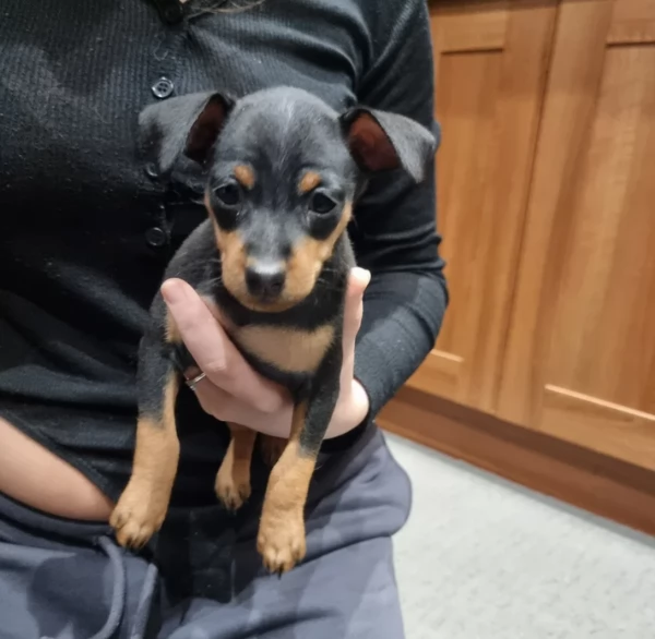 meravigliosi cuccioli PINSCHER per adozione | Foto 0