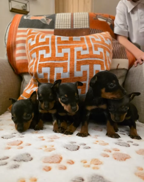 meravigliosi cuccioli PINSCHER per adozione