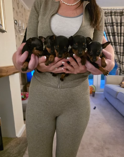 meravigliosi cuccioli PINSCHER per adozione | Foto 4