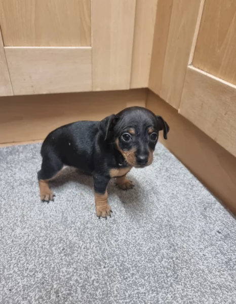 meravigliosi cuccioli PINSCHER per adozione