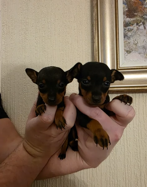 meravigliosi cuccioli PINSCHER per adozione | Foto 0