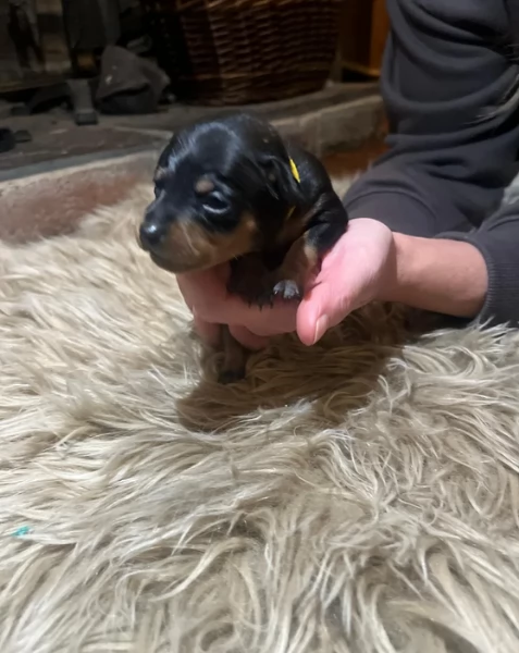 meravigliosi cuccioli PINSCHER per adozione | Foto 4