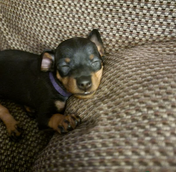 meravigliosi cuccioli PINSCHER per adozione | Foto 2