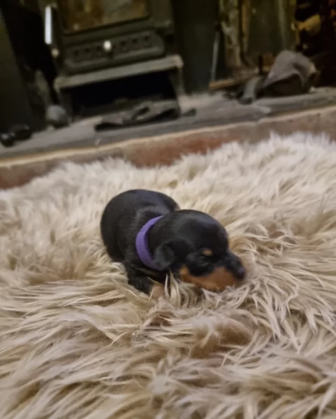 meravigliosi cuccioli PINSCHER per adozione | Foto 1