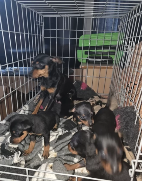 meravigliosi cuccioli PINSCHER per adozione | Foto 0