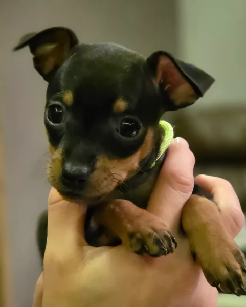 meravigliosi cuccioli PINSCHER per adozione