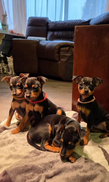 meravigliosi cuccioli PINSCHER per adozione | Foto 1
