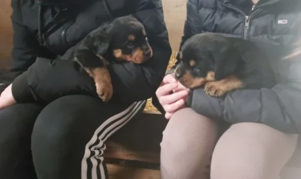meravigliosi cuccioli rottweiler per adozione | Foto 0