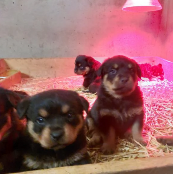 meravigliosi cuccioli rottweiler per adozione