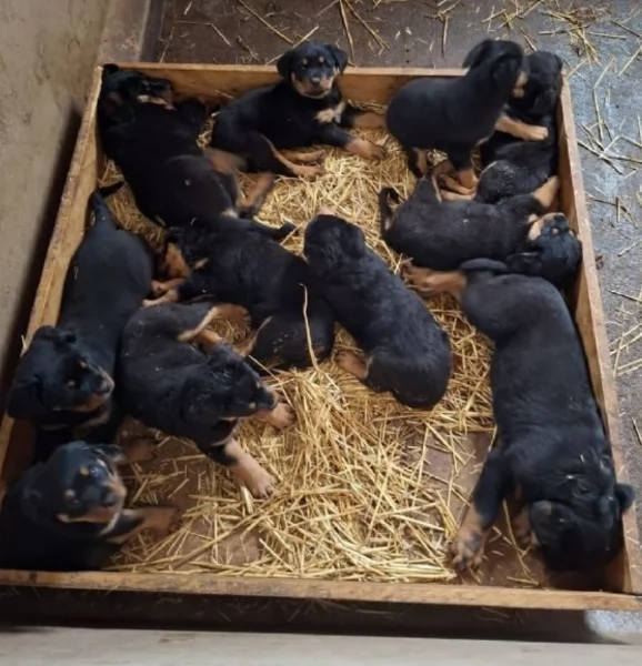 meravigliosi cuccioli rottweiler per adozione