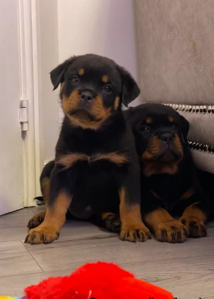 meravigliosi cuccioli rottweiler per adozione | Foto 1