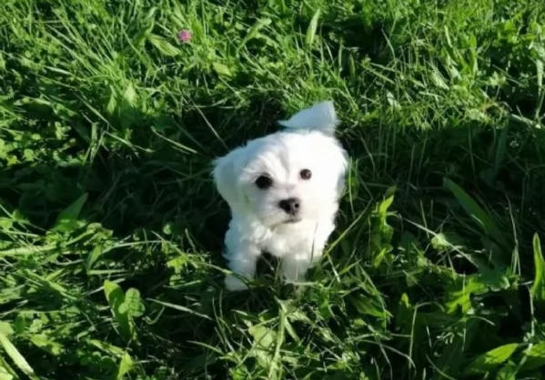 Maltese maschio e femmina per ladozione | Foto 1