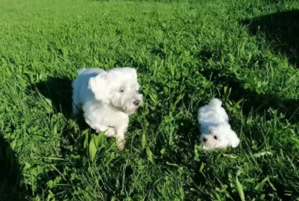 Maltese maschio e femmina per ladozione
