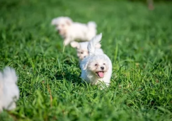 Maltese maschio e femmina per ladozione | Foto 4