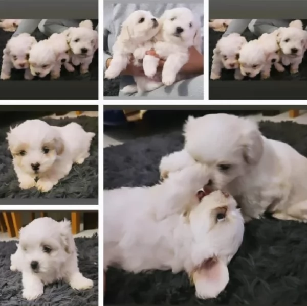 Maltese maschio e femmina per ladozione | Foto 0
