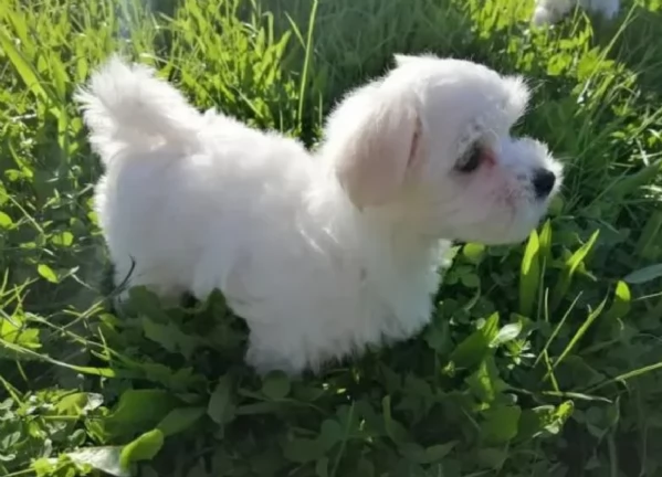 Maltese maschio e femmina per ladozione | Foto 0