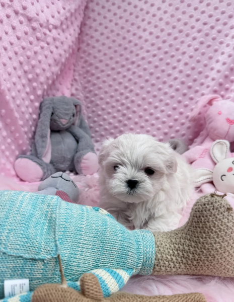 Maltese maschio e femmina per ladozione | Foto 3