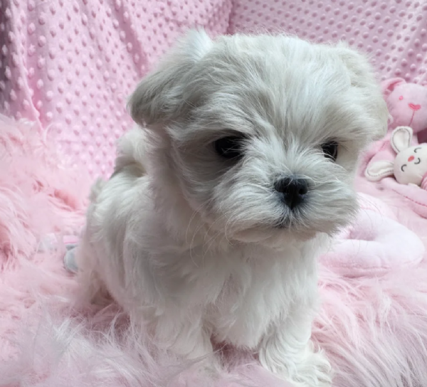 Maltese maschio e femmina per ladozione | Foto 2