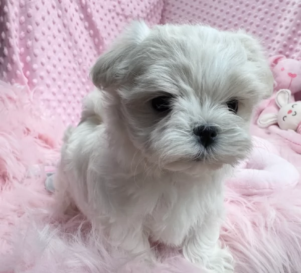 Maltese maschio e femmina per ladozione | Foto 1