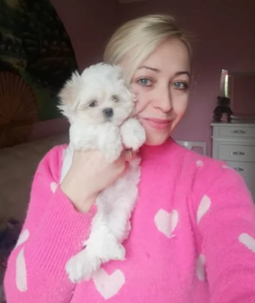 Maltese maschio e femmina per ladozione | Foto 2