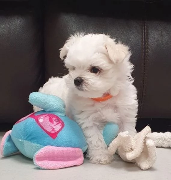Maltese maschio e femmina per ladozione | Foto 0