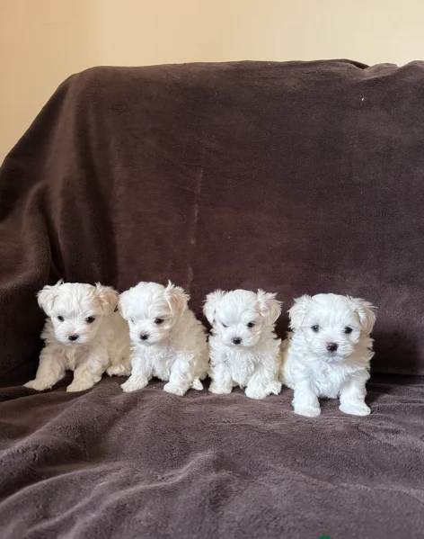 Maltese maschio e femmina per ladozione