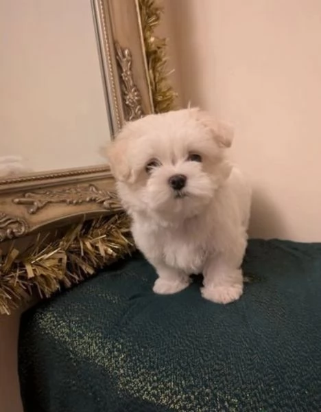 Maltese maschio e femmina per ladozione | Foto 1