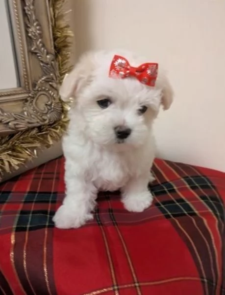 Maltese maschio e femmina per ladozione