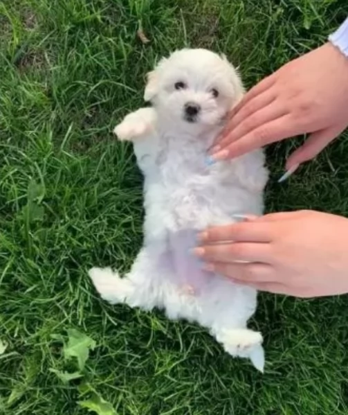 Maltese maschio e femmina per ladozione | Foto 2