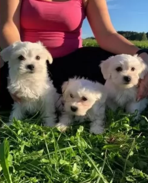 Maltese maschio e femmina per ladozione | Foto 1