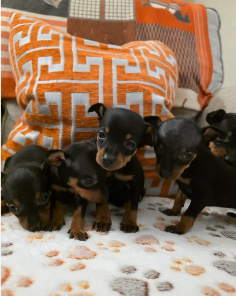 Stupenda i cuccioli PINSCHER toy per adozione