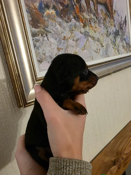 Stupenda i cuccioli PINSCHER toy per adozione | Foto 5