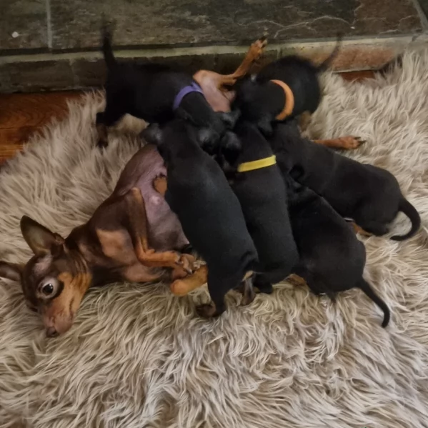 Stupenda i cuccioli PINSCHER toy per adozione | Foto 3