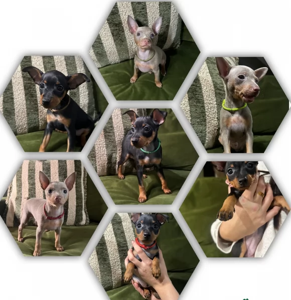 Stupenda i cuccioli PINSCHER toy per adozione