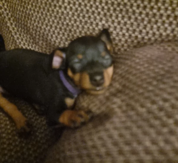 Stupenda i cuccioli PINSCHER toy per adozione | Foto 3
