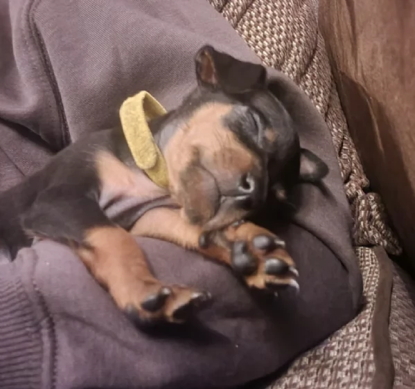 Stupenda i cuccioli PINSCHER toy per adozione | Foto 0