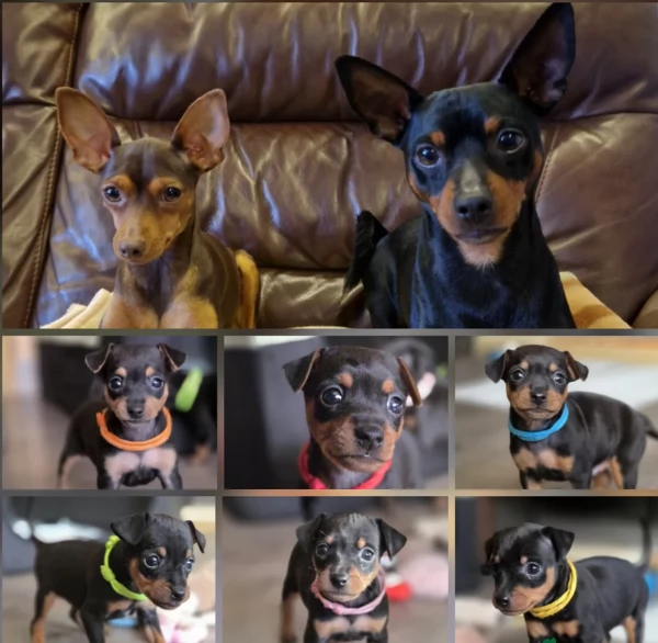 Stupenda i cuccioli PINSCHER toy per adozione