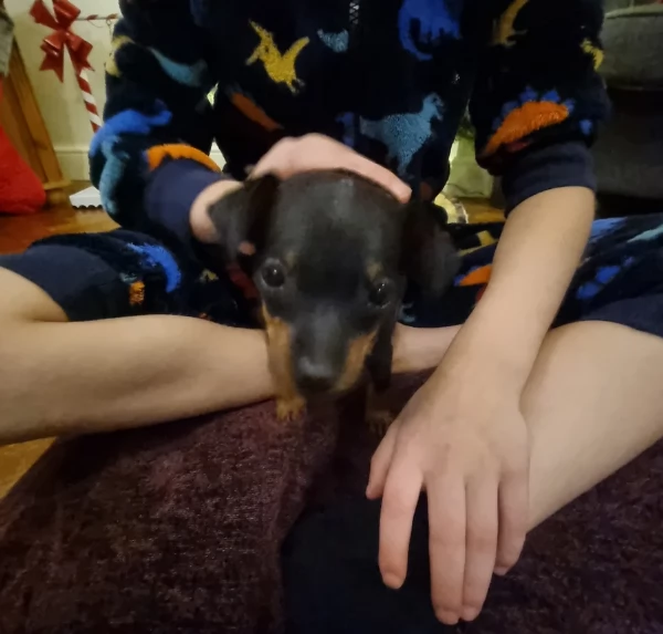 Stupenda i cuccioli PINSCHER toy per adozione | Foto 3