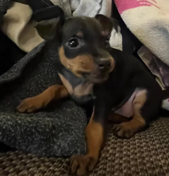 Stupenda i cuccioli PINSCHER toy per adozione | Foto 3