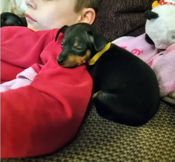 Stupenda i cuccioli PINSCHER toy per adozione | Foto 1