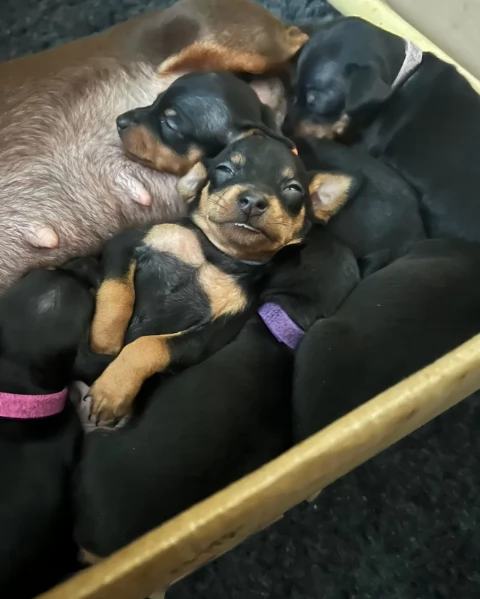 Stupenda i cuccioli PINSCHER toy per adozione | Foto 3