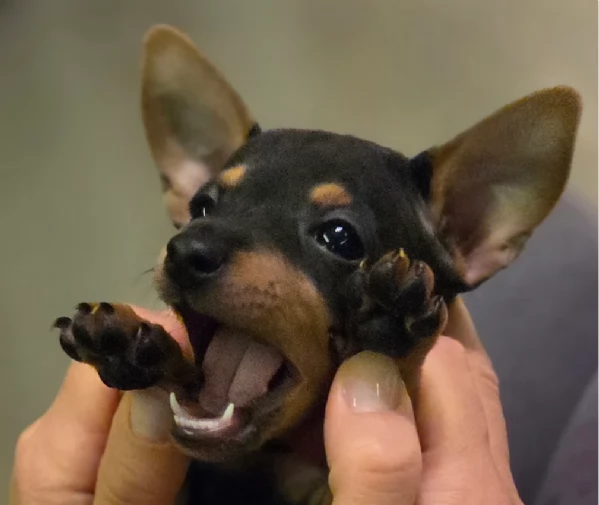 Stupenda i cuccioli PINSCHER toy per adozione