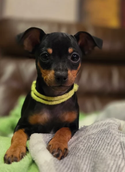 Stupenda i cuccioli PINSCHER toy per adozione | Foto 1